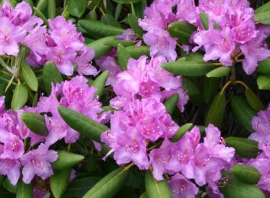 杜鹃花品种大全，杜鹃花十大最美品种(图)