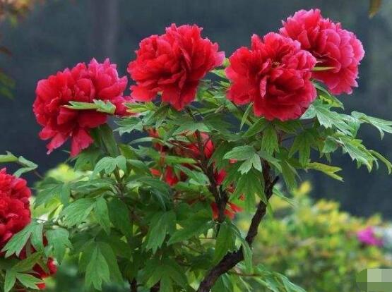 牡丹花可以水培吗，牡丹花水培方法(图)