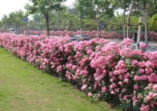 蔷薇花的种类，蔷薇花最受欢迎八大品种(图
