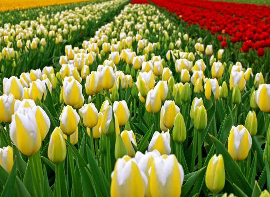 郁金香花期，每年花期为3-5月(图)