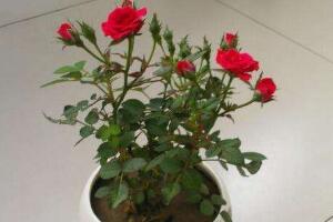 玫瑰花多久浇一次水，玫瑰花怎么浇水(图)