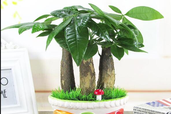 发财树为什么要砍头,砍头的发财树能长高吗