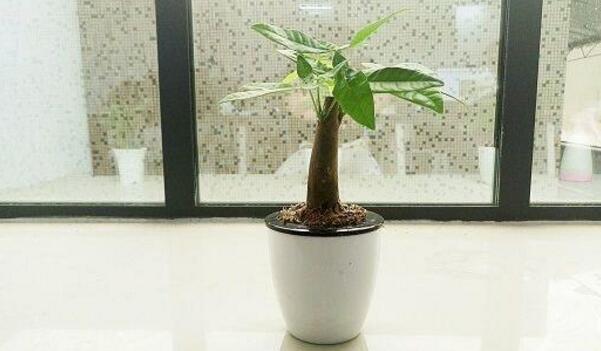 发财树为什么要砍头,砍头的发财树能长高吗