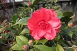 山茶花的养殖方法，具体方法和注意事项(图