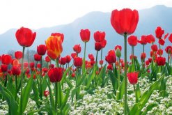 郁金香花语，不同颜色的郁金香花语不同(图