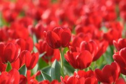 郁金香的图片，主要价值以及植物文化(图)