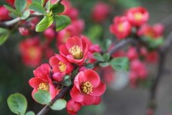 哪种海棠花有毒，其中铁海棠毒性较大(图)