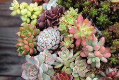 宝石花掉下来是怎么了，可能是以下5种原因导致(图)