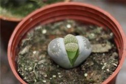 宝石花怎么分株，分株繁殖具体步骤以及养护技巧(图)