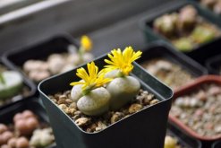 生石花怎么度夏，生石花夏季养殖5大要点(图)