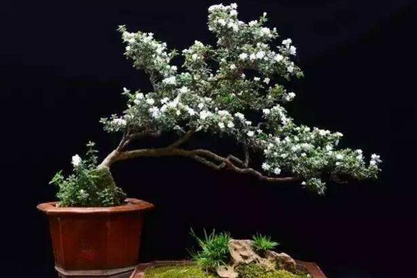 为什么六月雪不开花,以下5种原因都会导致它不开花