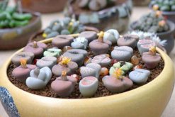 生石花种下后怎么浇水，不要立即浇水容易造成感染(图)