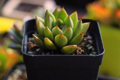 宝石花光照和温度处理，夏季遮阴冬季向阳(图)