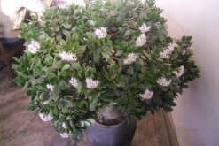 燕子掌会开花吗，可以开花但是开花难度较高(图)
