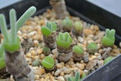 碧光环播种多久能长大，种后一星期发芽四个月长大(图)
