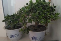 燕子掌冬天怎么养殖，做好以下4点可保植株顺利越冬(图)