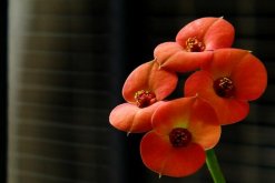 虎刺梅什么时候开花，只要养护得当一年四季都能开花(图)