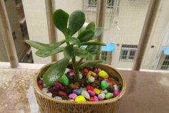 如何养燕子掌，养好燕子掌必须要掌握的技巧(图)