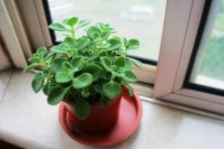植物碰碰香的养殖方法，光照充足是碰碰香生长的关键(图)