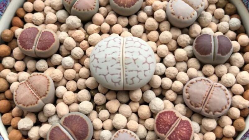 生石花怎么养(视频)