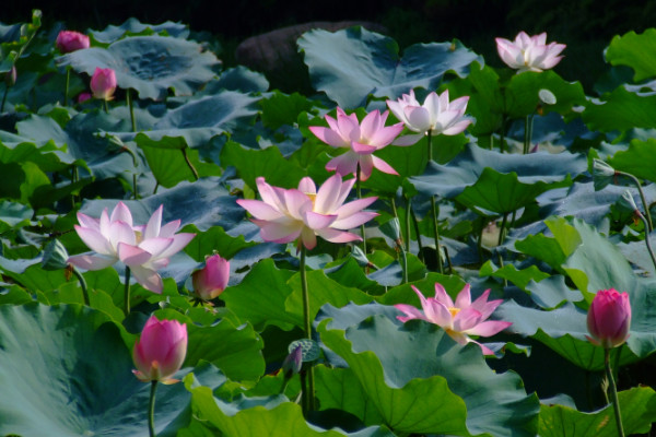 荷花什么时候开，夏季6~9月绽放(图)