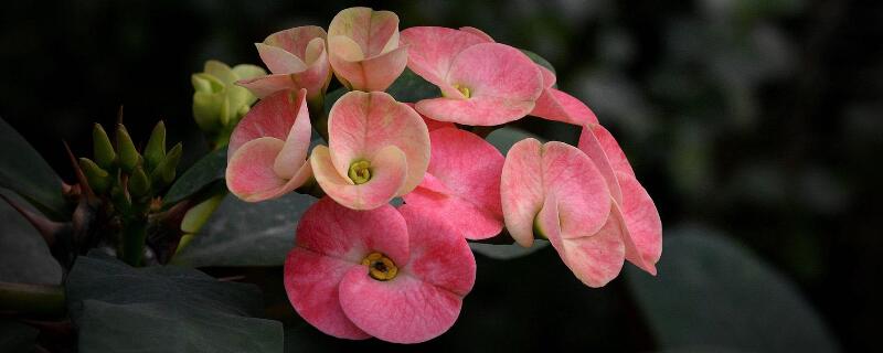 虎刺梅冬天能换盆吗(图)