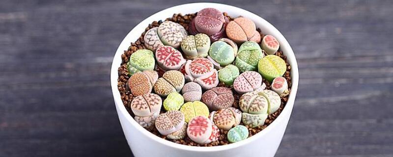 多肉屁股花裂了怎么办(图)
