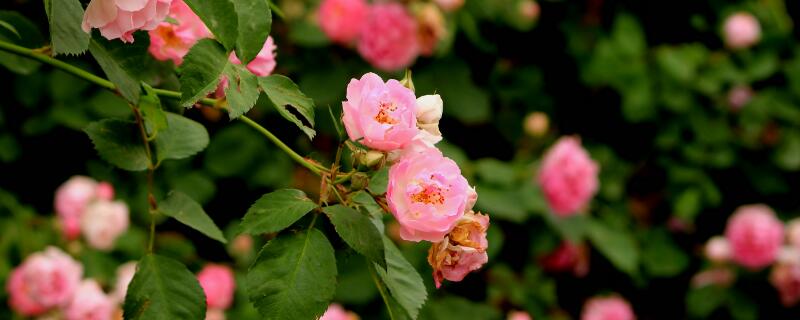 蔷薇花怎么培育(图)