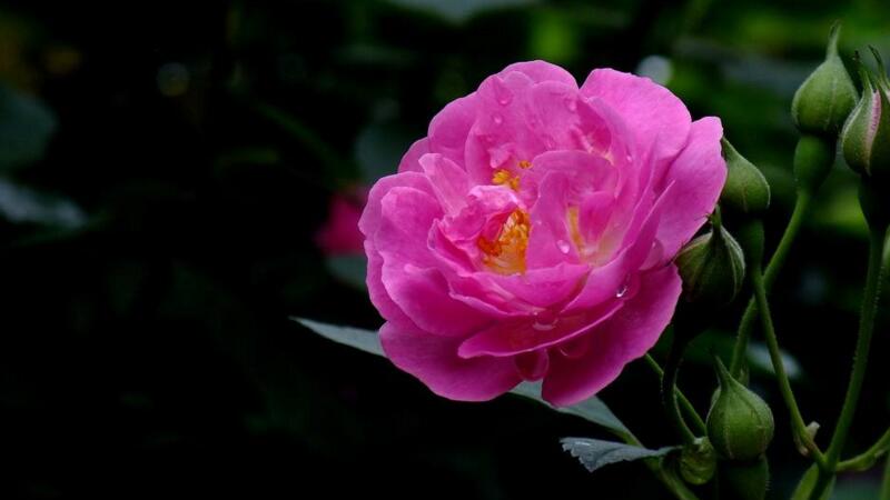 蔷薇花怎么养(视频)