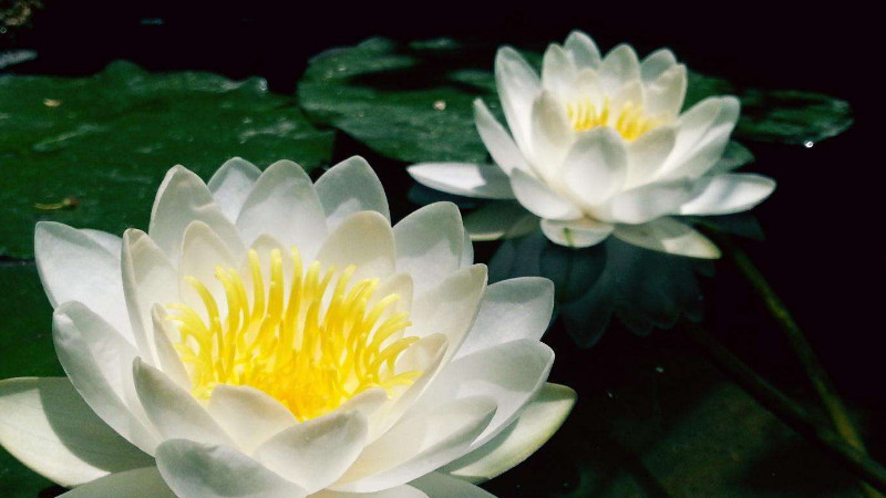 莲花几月开(视频)