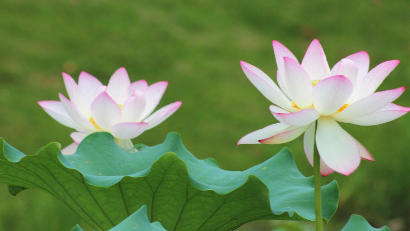 莲花什么时候开(视频)