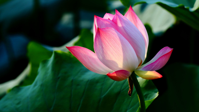 荷花花期(视频)