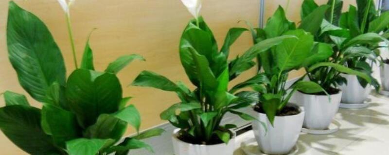 一帆风顺只长叶不开花(图)