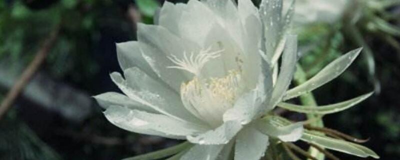 昙花叶插后什么时候移栽(图)