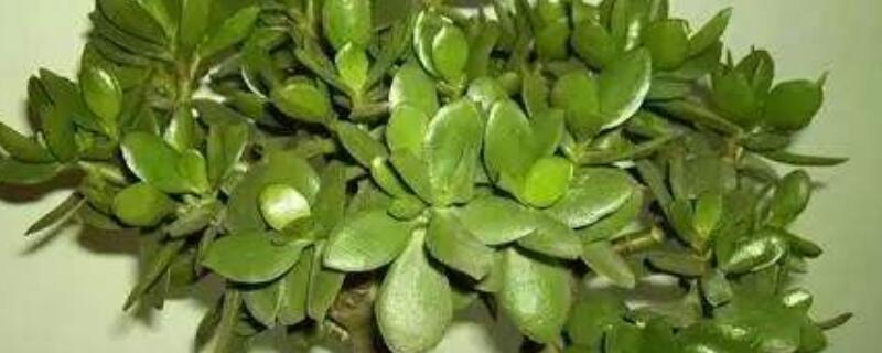 玉树是八宝树吗(图)