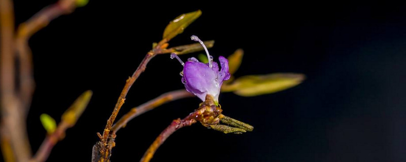 干杜鹃花树枝能养多久(视频)