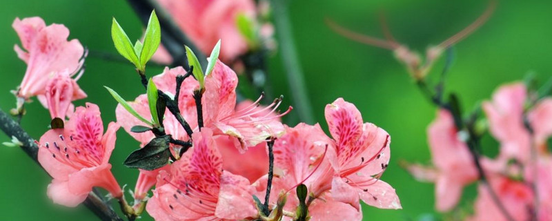 小叶杜鹃花的养殖方法(视频)