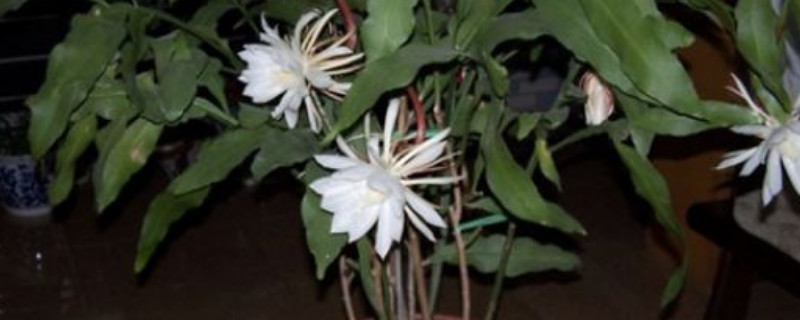 昙花叶子太长怎么修剪(视频)