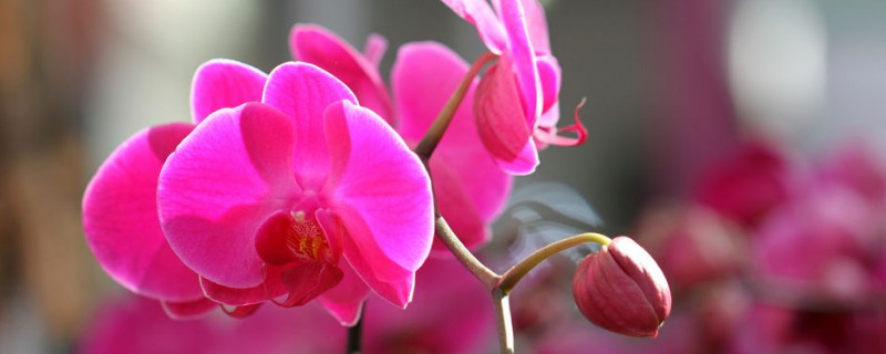 蝴蝶兰花败后怎样处理(视频)
