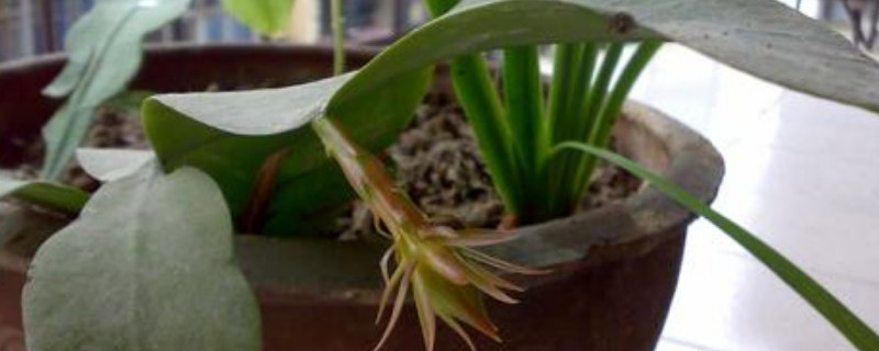 昙花不开花怎么修剪(视频)