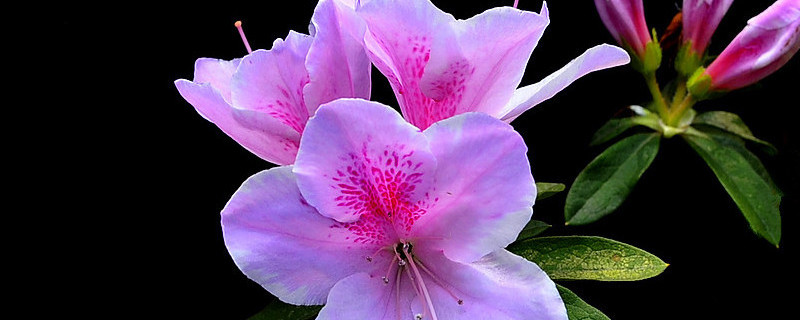 杜鹃花期过后怎么管理(视频)