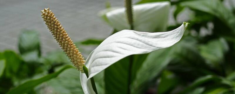 白鹤芋的种植方法(图)