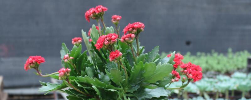 长寿花小苗怎样养(图)