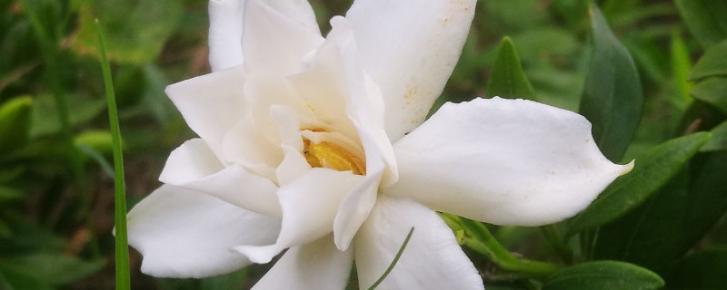 小叶栀子花移植枯萎怎么办(视频)