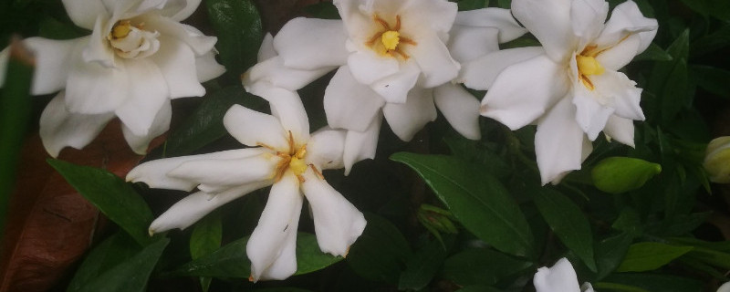 小叶栀子花怎么繁殖(视频)