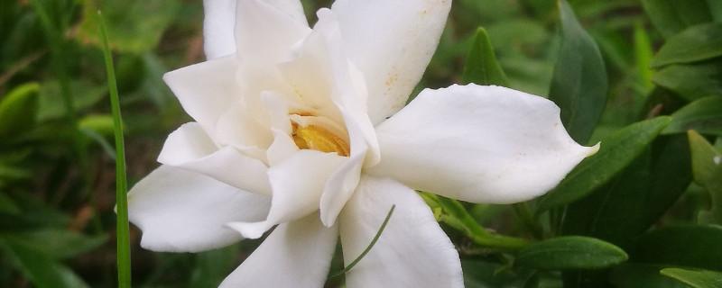 小叶栀子花怎样浇水(视频)
