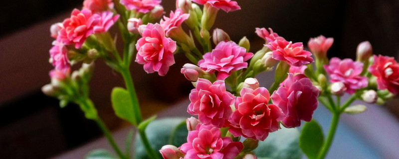 长寿花修剪技巧(视频)