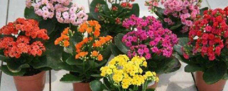 长寿花能用复合肥吗(图)