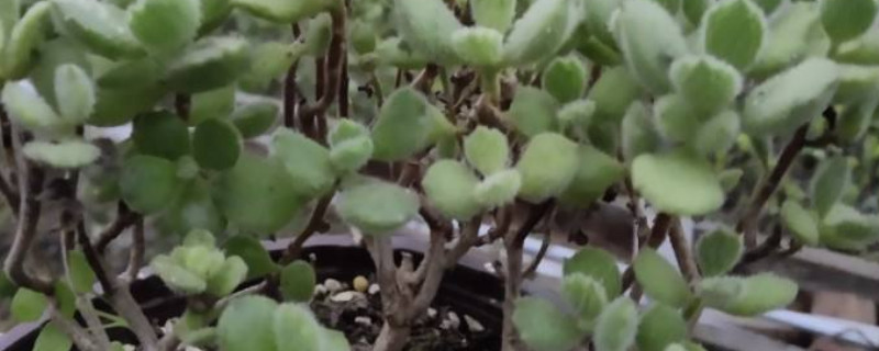 熊童子老桩怎么修剪(图)