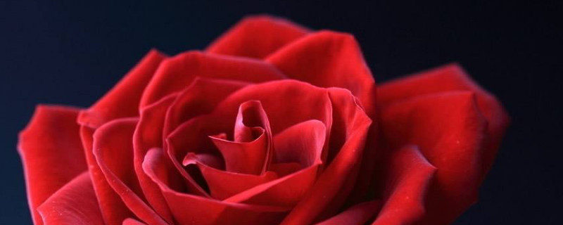 玫瑰花垂头了怎么办(图)